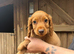 Kc cocker spaniel puppies