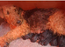 Gorgeous Airedale Litter!