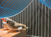 Pair of zebra finches with cage