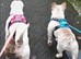12 beautiful staffy mixed frenchie pups