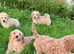 Cavachon x toy poodle puppies