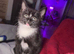Female kitten black and white ready now Craigavon NI