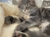 Giant XL Maine Coon kittens Tica reg