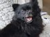 CHAMPION PEDIGREE KC POMERANIAN PUPPIES