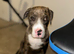 Rottweiler cross English bulldog Staffie