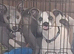 Whippet boy needing loving home