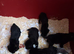 Adorable Black Labrador puppies ready now.