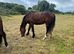 Smart bay gelding