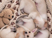 Tiny pale cream Chiweenie puppies ! Father Import from Las Vegas