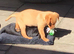 Working labador puppies