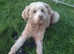 Stud available Powder puff Chinese crested male
