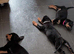Pure bread Rottweiler