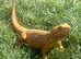 Bearded dragon