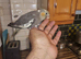 Hand rear cockatiel