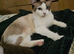 pure ragdoll female bi colour