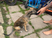 Gypys looking for her forever home