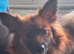18 month female pomchi