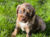 MERLE COCKER SPANIELS!!