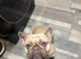 Beautiful male French bulldog