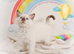 GCCF Registered Ragdoll Kittens