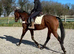 16hh BAY GELDING &bull; 5 YEARS OLD &bull; ROR ELIGIBLE