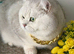 STUD BSH .Gccf /Tica