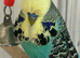 Semi tame English exhibition male budgie