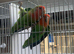 Love birds for sale
