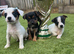 Jack Russell puppies