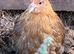 Pekin bantam girls for sale