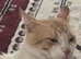 FREE CATS ENFİELD
