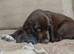 Puppies for sale