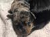Stunning French x jack x daxi pups