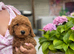 5 STAR - health tested puppies