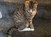 Cat for sale