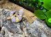 Jungle Rainwater Albino Leopard Gecko at Birmingham Reptiles