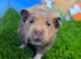 Pedigree Syrian Hamster Boy
