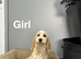 Snowflake champagne cockapoo girl ready now