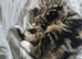 Adorable Bengal mix 3yo neutered Female