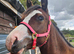 Kiki coming 2 Welsh c pony wpcs passported