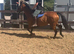 15.3 tb 18 year old for novice