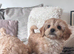 Ready now Cavapoochon pups