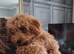 Beautiful female cavapoo