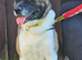 For sale male 3 year old akita