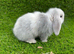 Mini lop pure bred female