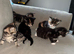 4 stunning kittens 2medium coats 2 short