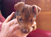 Jack Russell puppies