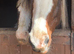 Cob x mare