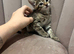Lovely kittens ready for their forever home 14/06/25
