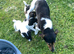 Jack Russell